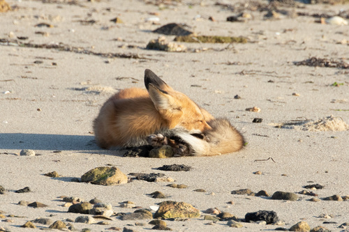 Red Fox photographed in Massachusetts