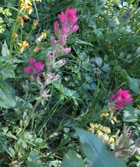 Castilleja parviflora oreopola