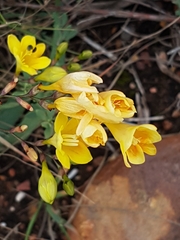 Freesia corymbosa