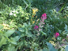 Castilleja parviflora oreopola