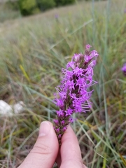 Liatris aestivalis