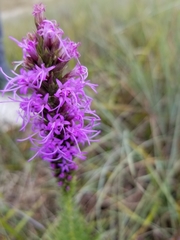 Liatris aestivalis