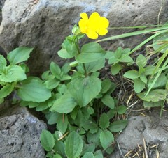 Erythranthe tilingii