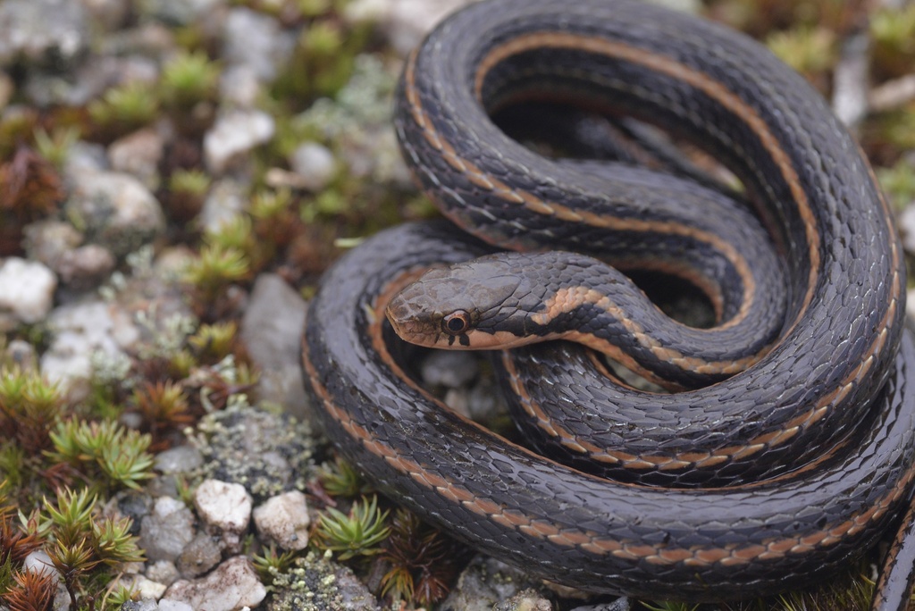 Kutkai Keelback