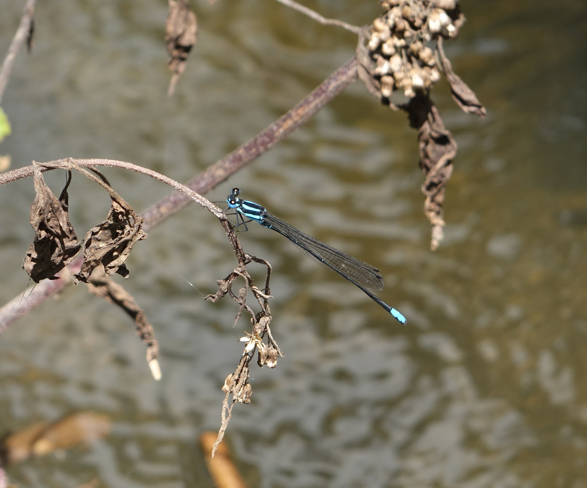 Palni Bambootail