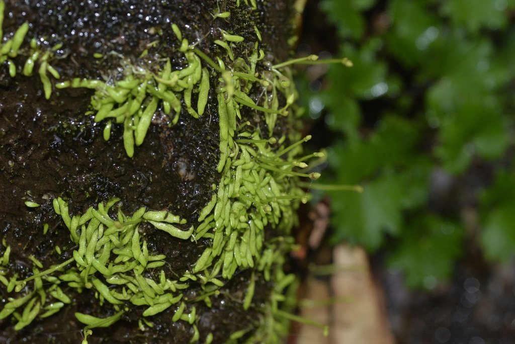 Utricularia peranomala P.Taylor 2