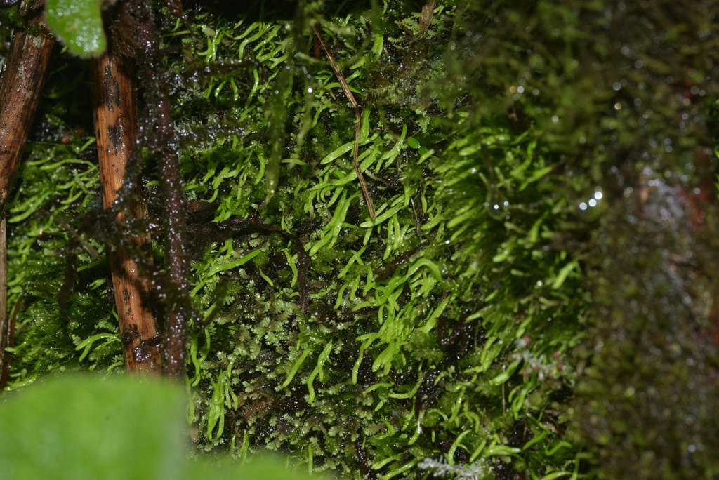 Utricularia peranomala P.Taylor 3