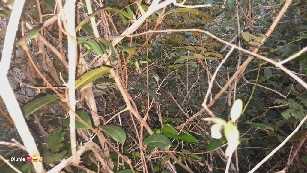 Ilex