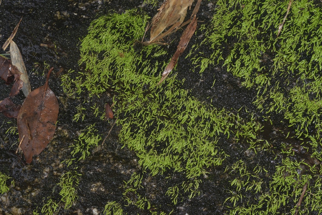 Utricularia peranomala P.Taylor 4