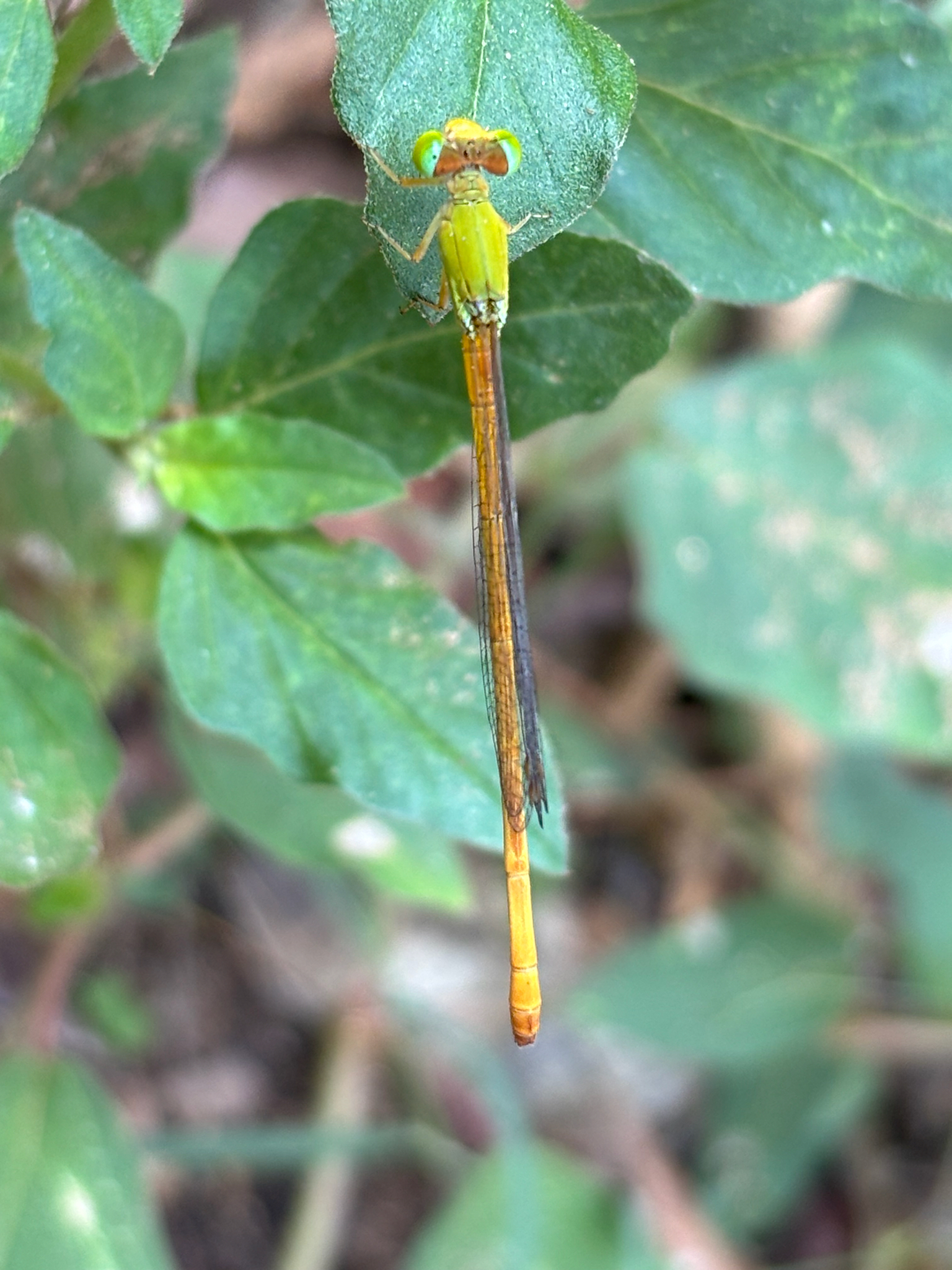 Coromandel Marsh Dart