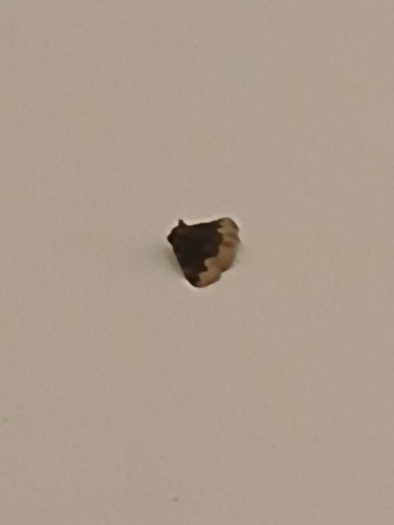 Lepidoptera