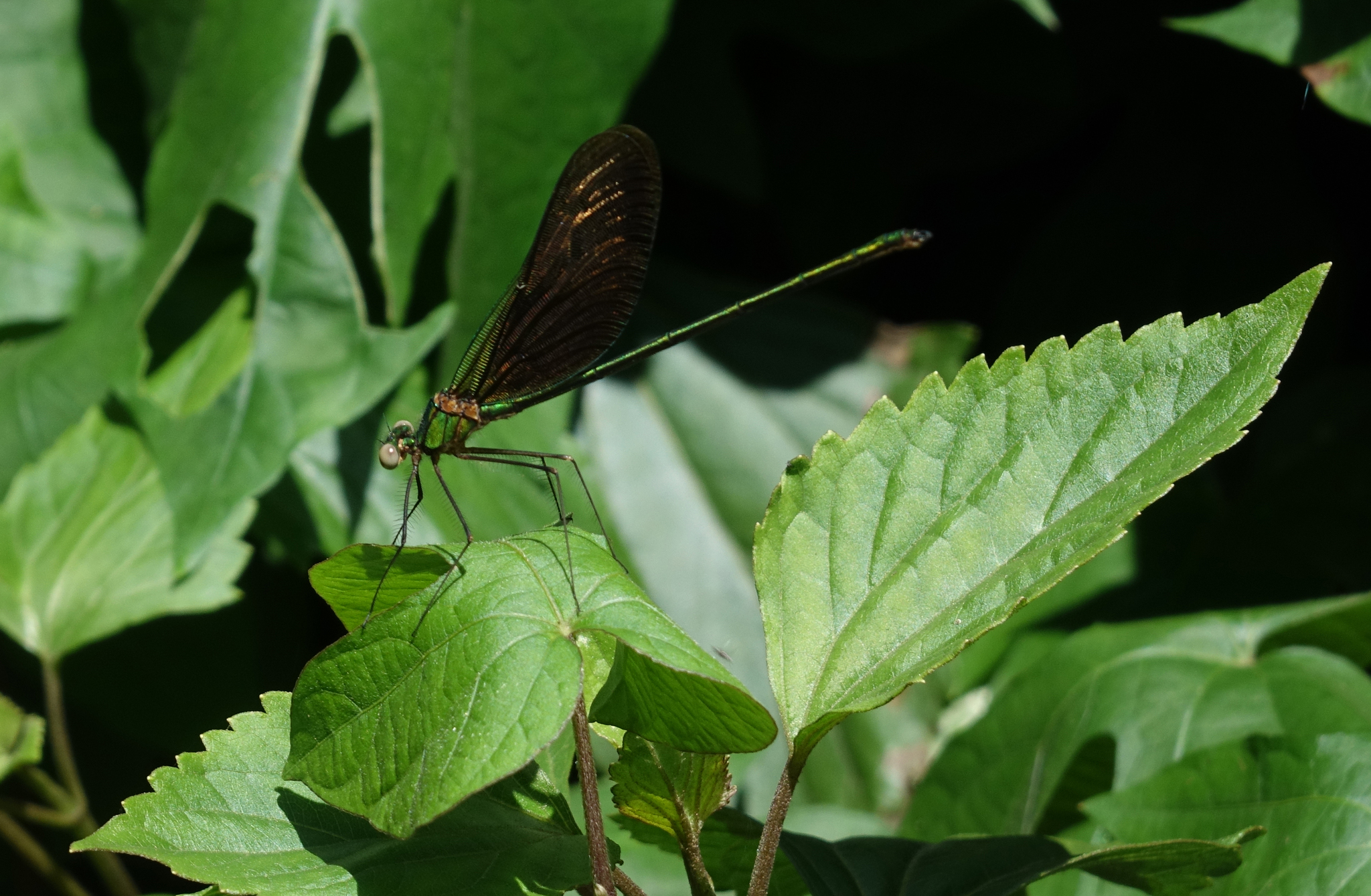 Green Metalwing