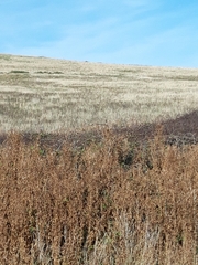 Saxicola rubicola