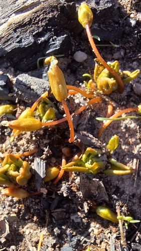 early sundew (Drosera praefolia)