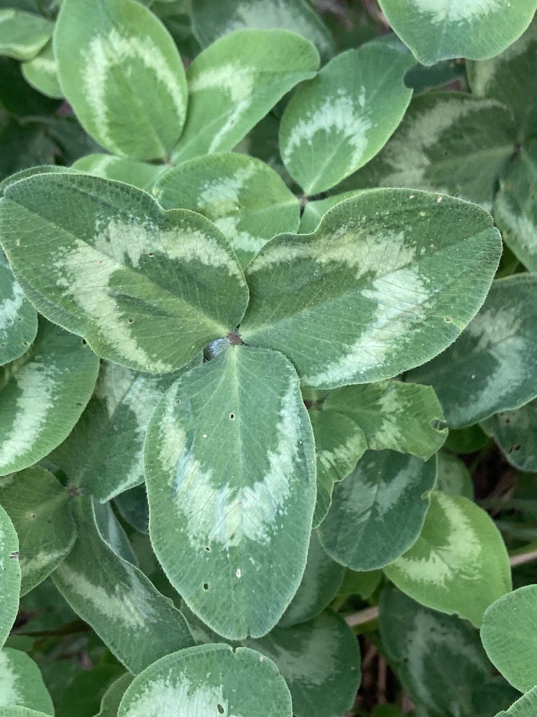 Trifolium