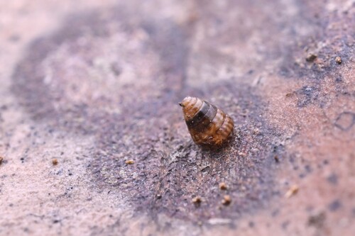 Laoma leimonias observed 2025-05-13
