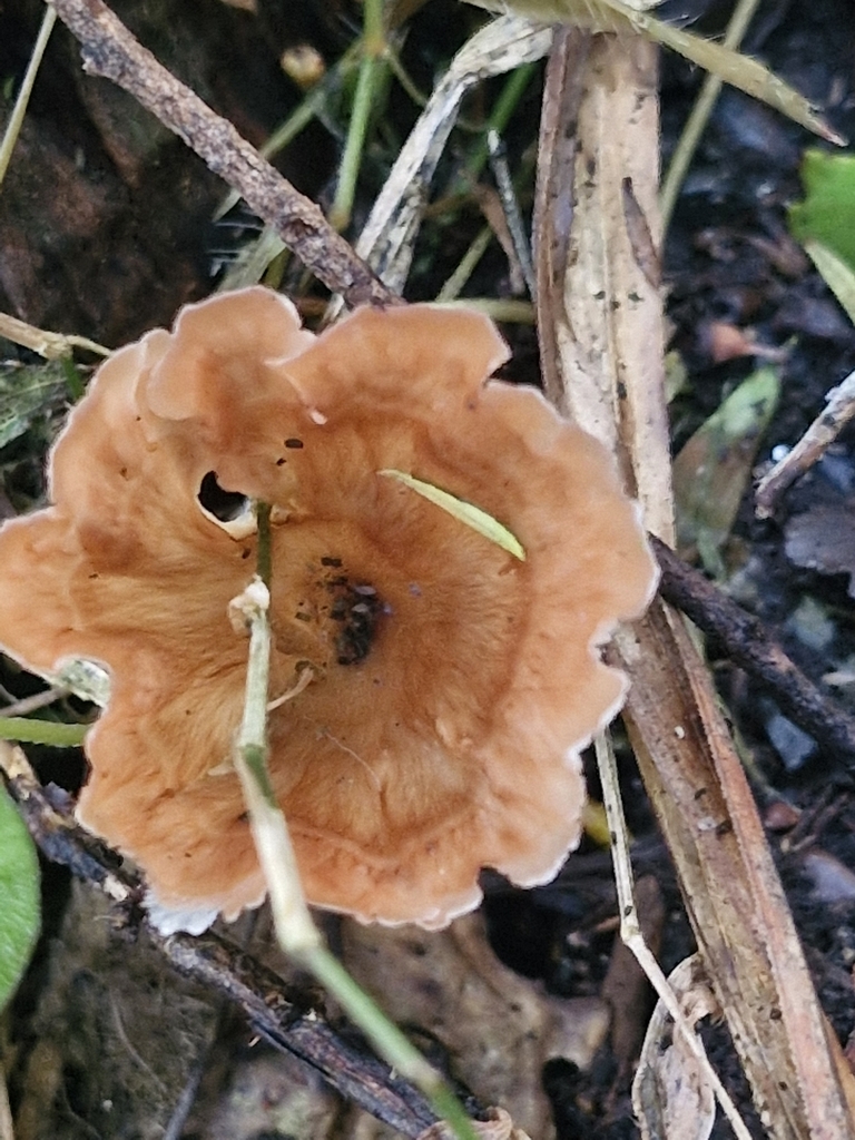 Podoscypha petalodes · May 2025 · photo: © rishud (iNaturalist, cc-by)