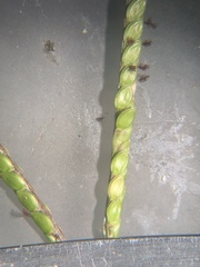 Paspalum minus