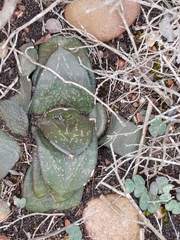 Gasteria nitida armstrongii