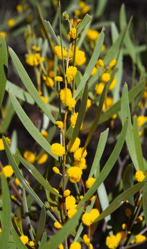 Acacia latior