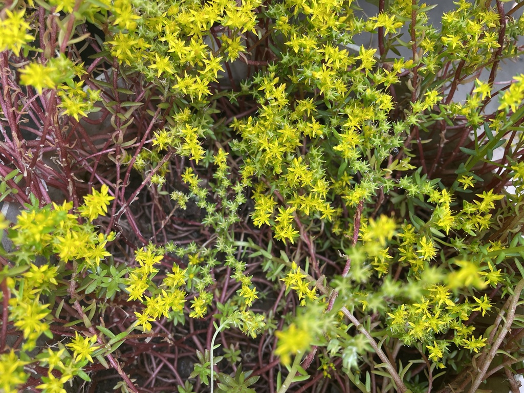 Sedum