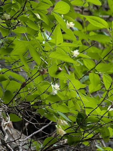 Lonicera ramosissima iNat (1)