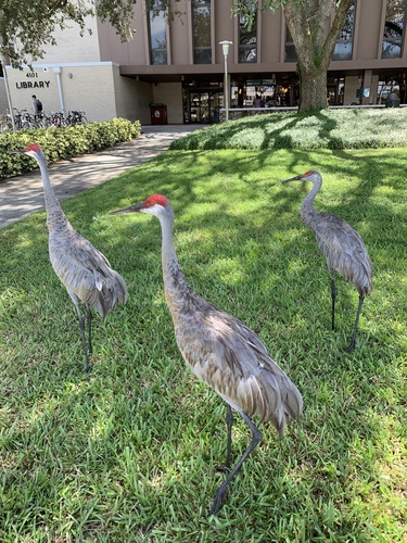 Gruidae image