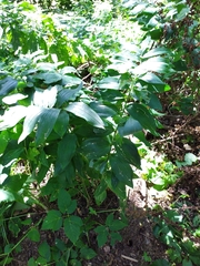 Polygonatum × hybridum