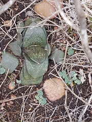 Gasteria nitida armstrongii