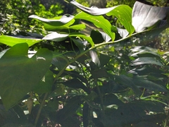 Polygonatum × hybridum