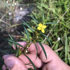 Ludwigia linearis