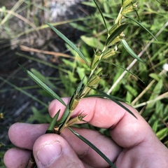 Ludwigia linearis