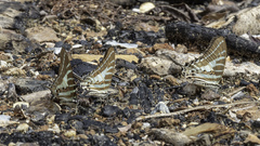 Graphium aristeus