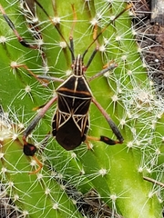 Leptoglossus lineosus