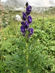 Aconitum tauricum