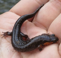 Desmognathus ocoee