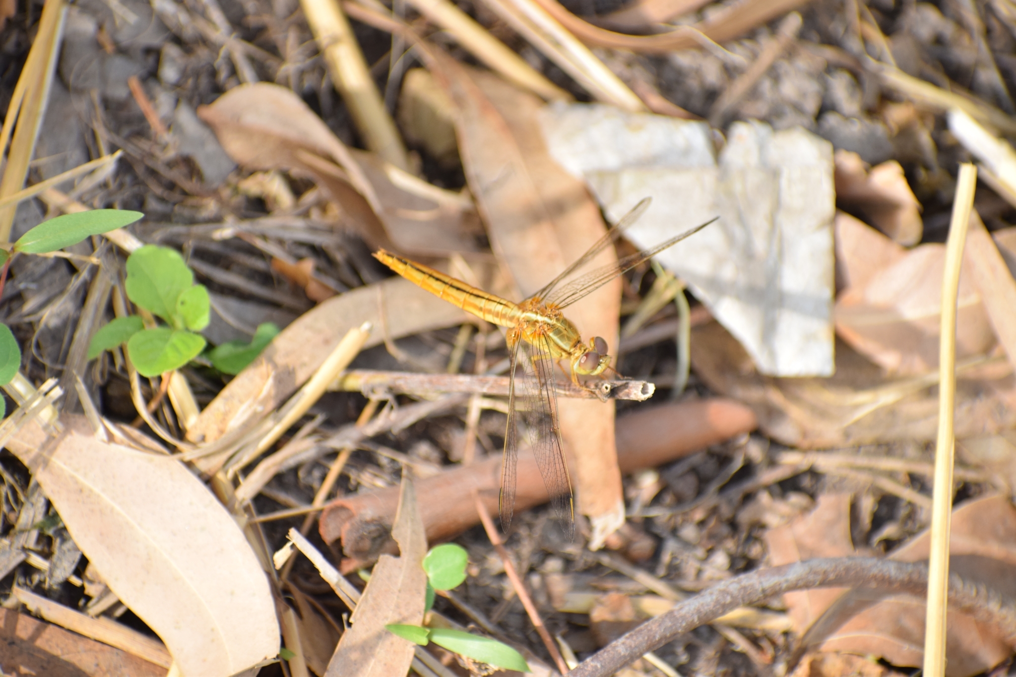 Scarlet Skimmer