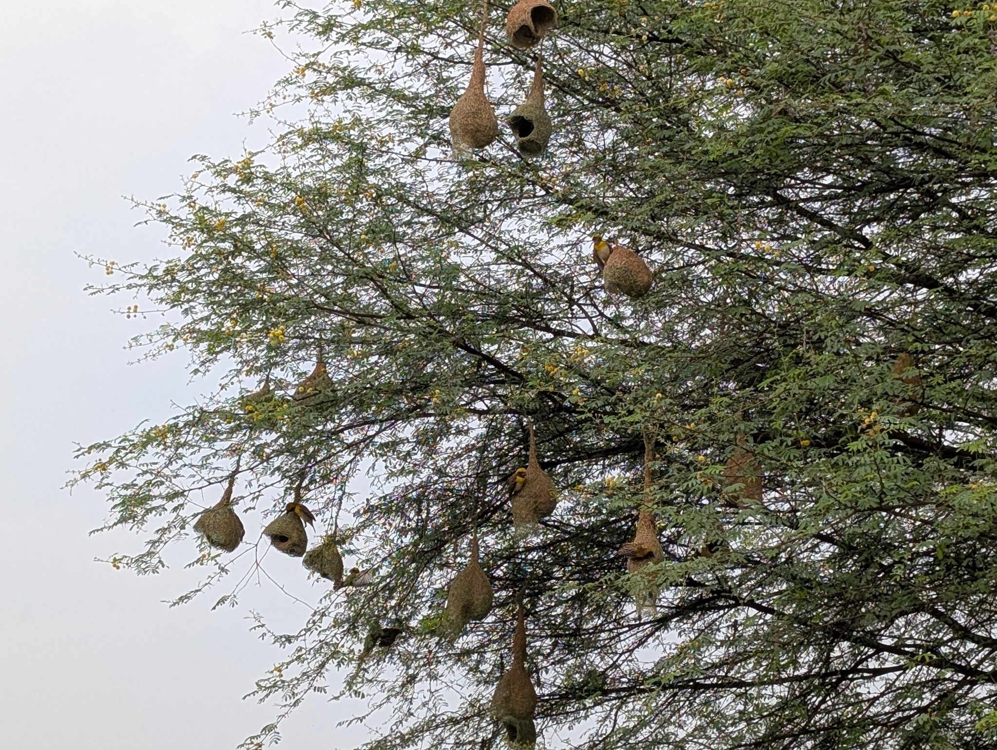 Baya Weaver