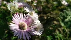 Drosanthemum hispifolium