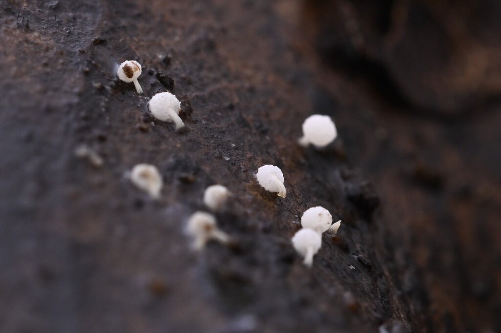 Physalacria stilboidea · May 2025 · photo: © invertebratist (iNaturalist, cc-by-nc)