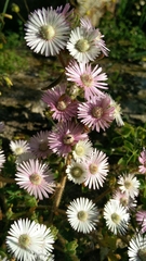 Drosanthemum hispifolium