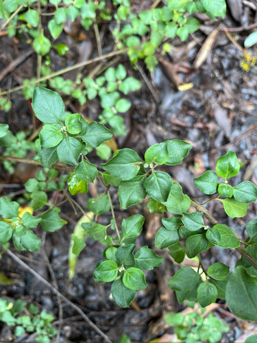 Prostanthera melissifolia, photograph 2