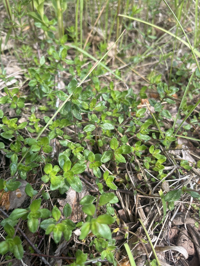 Thymus