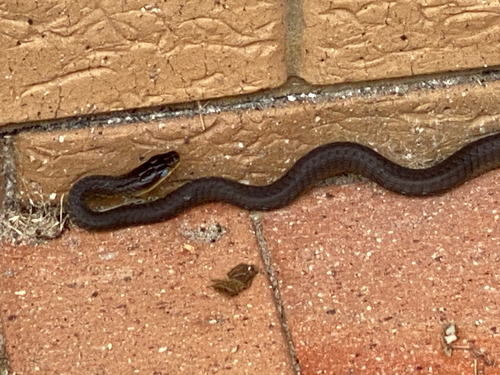 Common Tree Snake sighting