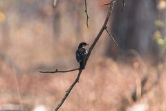 Myrmecocichla arnotti