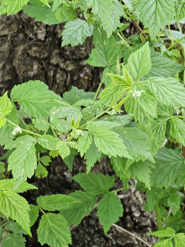 Rubus idaeus