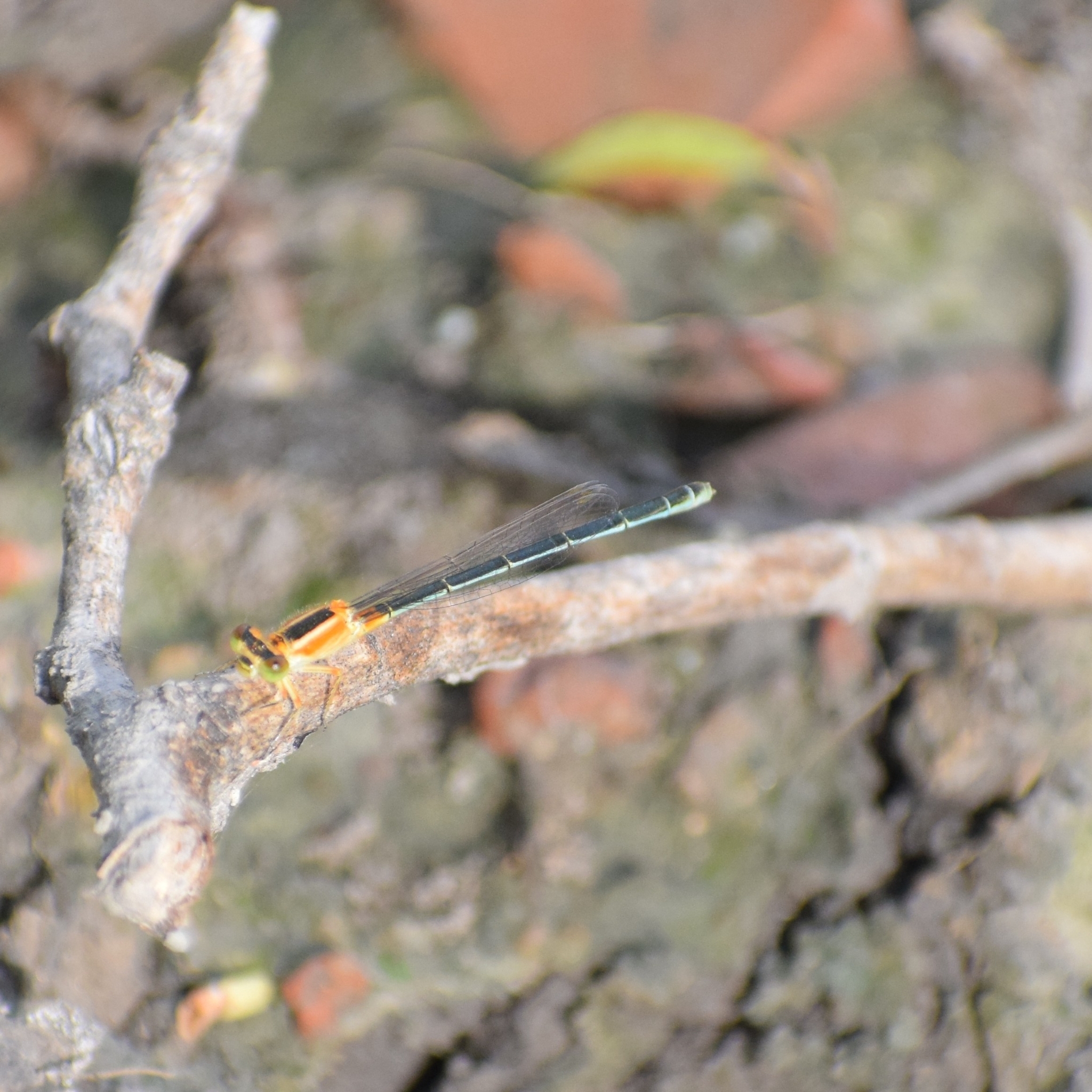 Tropical Bluetail