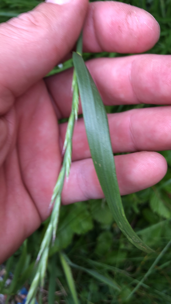 Festuca