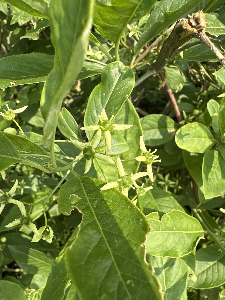 Euonymus