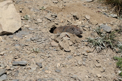 Thomomys monticola